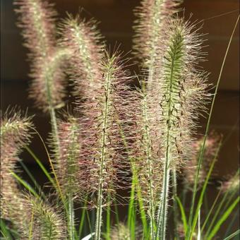 Pennisetum alopecuroides 'Hameln'