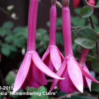 Fuchsia 'Remembering Claire'