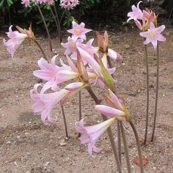 enthousiasme Beschikbaar Afleiding Belladonnalelie - Amaryllis belladonna