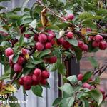 Malus 'Red Sentinel' - Sierappel - Malus 'Red Sentinel'