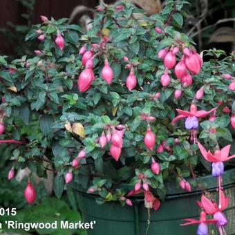 Fuchsia 'Ringwood Market'