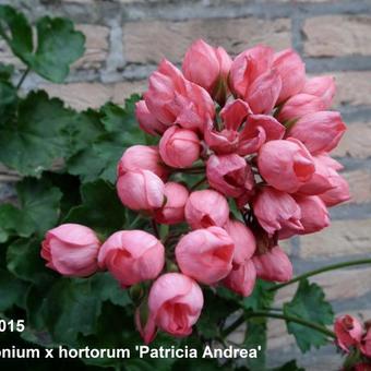 Pelargonium x hortorum 'Patricia Andrea'