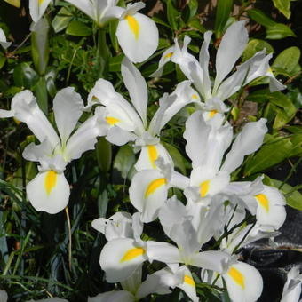 Iris x hollandica 'White Van Vliet'