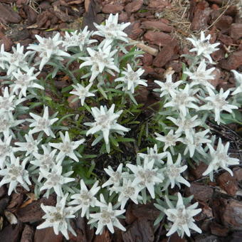 Leontopodium souliei 'Alpina White'