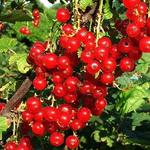 Ribes rubrum 'Red Poll' - Aalbes, Rode bes