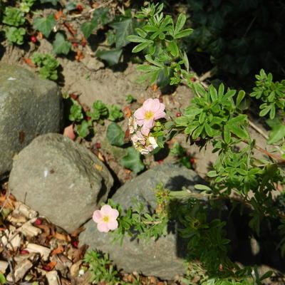 Struikganzerik - Potentilla fruticosa 'Pink Beauty'