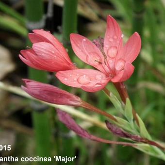 Hesperantha coccinea 'Major'