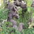 Styphnolobium japonicum 'Pendula'