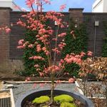 Acer palmatum 'Momoiro-koya-san' - Japanse esdoorn