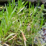 Cotula coronopifolia - Goudknopje, gansgras