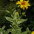 Heliopsis helianthoides var. scabra 'Loraine Sunshine'