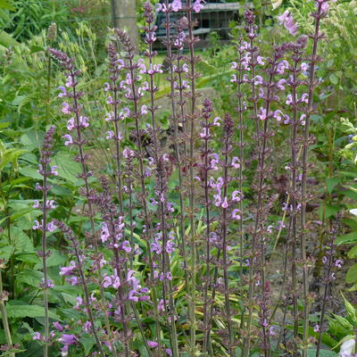 Veldsalie - Salvia sylvestris (x) 'Serenade'