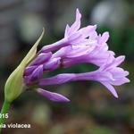 Tulbaghia violacea - Moeraslook, kaapse knoflook, Knobi Flirt
