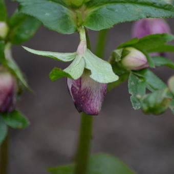 Helleborus x hybridus 'Stained Glass'