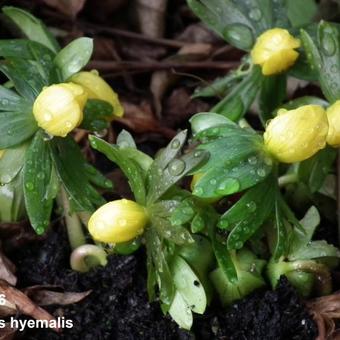 Eranthis  hyemalis