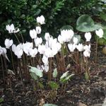 Cyclamen hederifolium var. hederifolium f. albiflorum 'White Cloud' - Alpenviool, herfstcyclamen