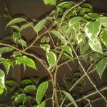 Ficus Benjamina 'Golden King' - Treurvijg