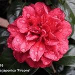 Camellia japonica 'Fircone' - Camelia