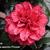 Camellia japonica 'Fircone'