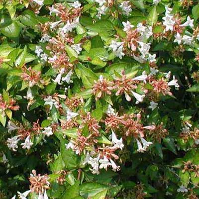 Abelia - Abelia x grandiflora 'Francis Mason'