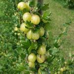 Ribes uva-crispa 'Invicta' - Stekelbes - Ribes uva-crispa 'Invicta'