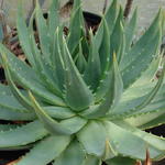 Aloe polyphylla - Spiraalaloë, Kroonaalwyn