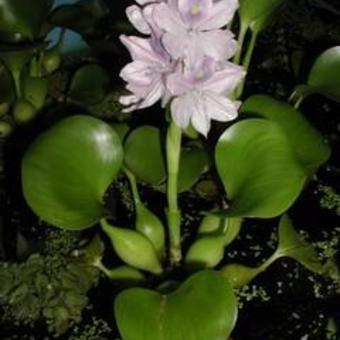 slecht middelen Anoniem Waterhyacint - Eichhornia crassipes