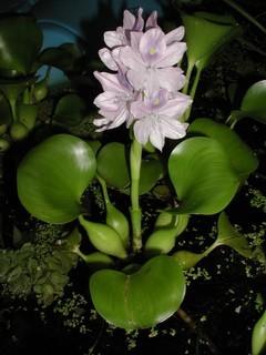 slecht middelen Anoniem Waterhyacint - Eichhornia crassipes