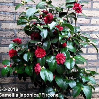 Camellia japonica 'Fircone'
