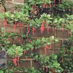 Ribes speciosum - Bes, Fuchsiakruisbes