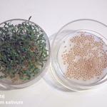 Lepidium sativum - Tuinkers