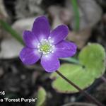 Hepatica 'Forest Purple' - Leverkruid
