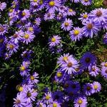 Aster amellus - Bergaster