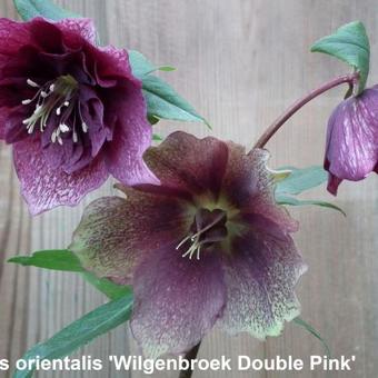Helleborus orientalis 'Wilgenbroek Double Pink'