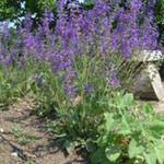 Salvia pratensis - Veldsalie