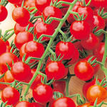 Lycopersicon esculentum 'Cherry' - Kerstomaat