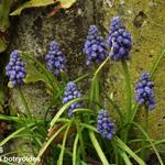 Muscari botryoides - Blauwe druifjes, druifhyacint