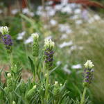 Lavandula stoechas 'Madrid Blue' - Kuiflavendel / vlinderlavendel / Franse lavendel