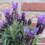 Lavandula stoechas 'BUTTERFLY Giant Summer' - Kuiflavendel / vlinderlavendel / Franse lavendel