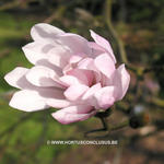 Magnolia stellata 'Keiskei Plena' - Stermagnolia