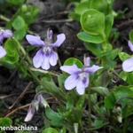 Viola reichenbachiana - Donkersporig bosviooltje