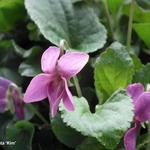 Viola odorata 'Kim' - Maarts viooltje