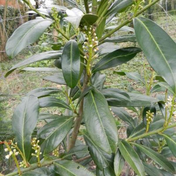 Prunus laurocerasus ‘Caucasica’