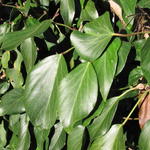 Perzische klimop - Hedera colchica 'Arborescens'
