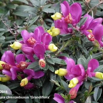 Polygala chamaebuxus 'Grandiflora'