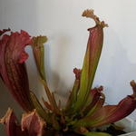 Sarracenia - Vleesetende plant