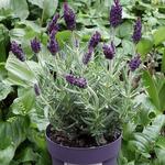 Lavandula stoechas 'Anouk' - Kuiflavendel / vlinderlavendel / Franse lavendel