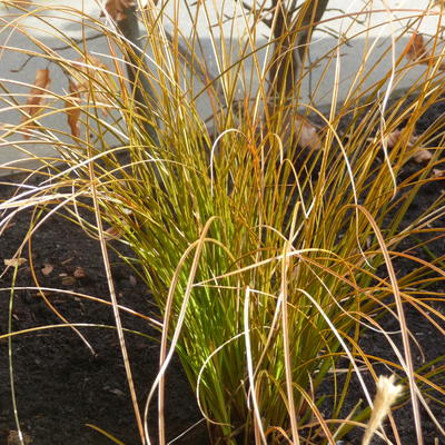 Zegge - Carex testacea 'Prairie Fire'