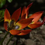 Tulipa humilis 'Little Princess' - Tulp, dwergtulp