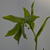 Polygonatum x hybridum 'Weihenstephan'